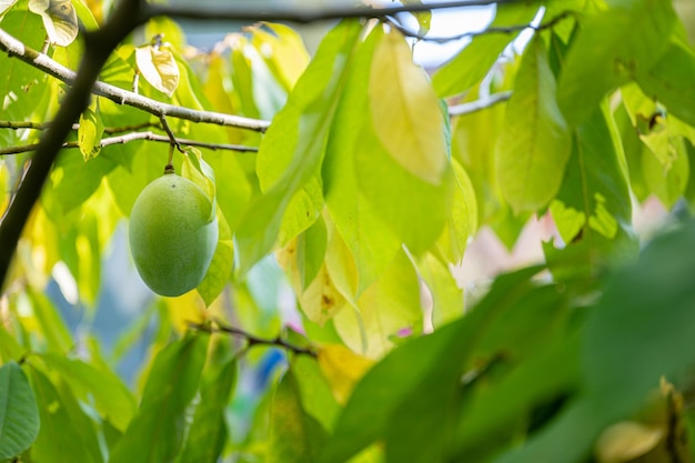 Ripening asimina fruit growing on a paw paw tree with beautiful green leaves