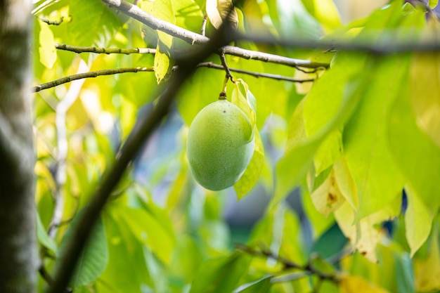 Ripening asimina fruit growing on a tree