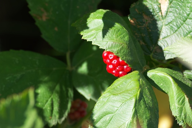 ripening blackberry slightly covered with a green leaf in a summer garden