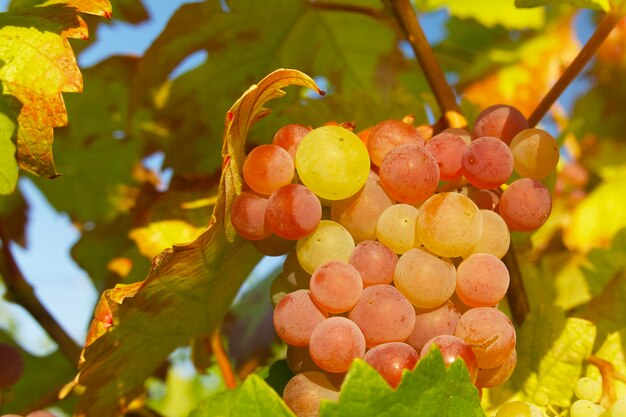 ripening bunch of grapes in sunset rays in a vineyard