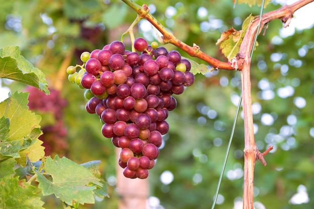 ripening bunch of grapes in the vineyard