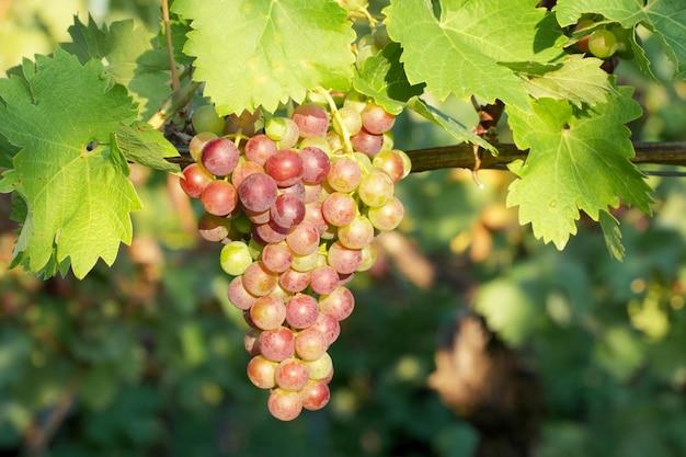 ripening bunch of grapes in the vineyard