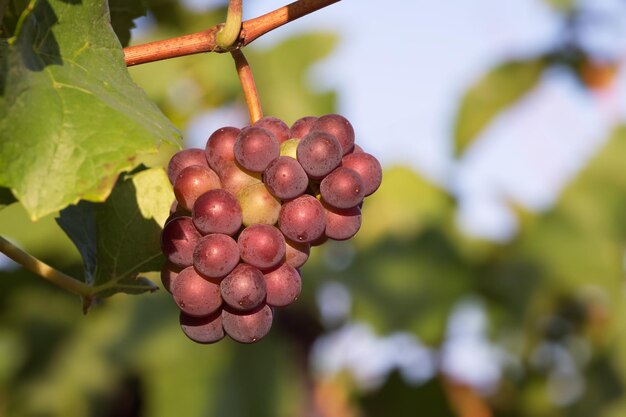 ripening bunch of grapes in the vineyard