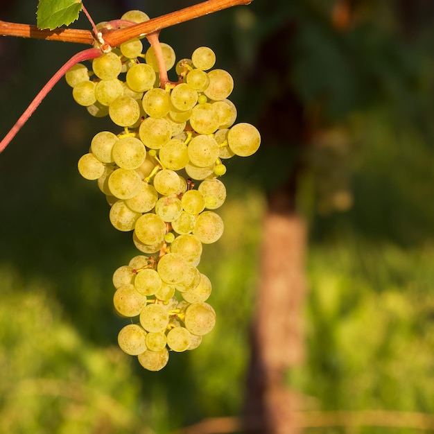 ripening bunch of white grapes on the vine