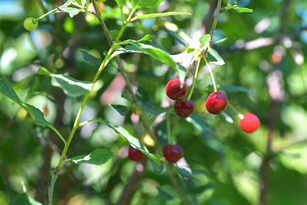 Ripening of cherry berries on the tree. 