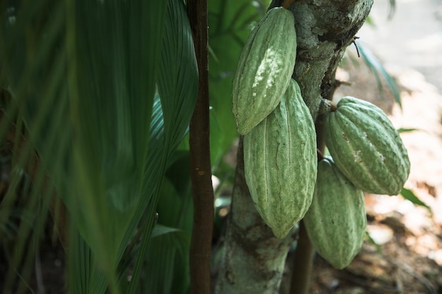 Ripening cocoa fruits in the wild