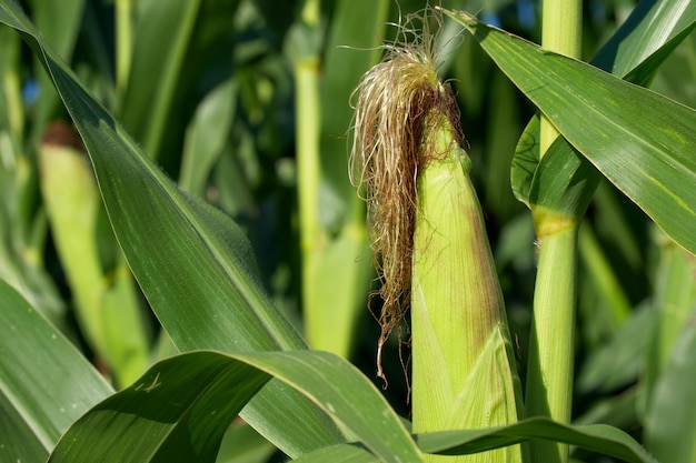 ripening corncob in the field closeup