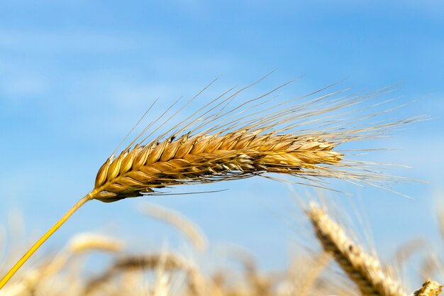 Ripening ear of rye