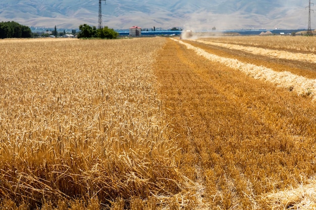 Foto maturazione spighe di orzo in un campo in un giorno d'estate durante il periodo di raccolta