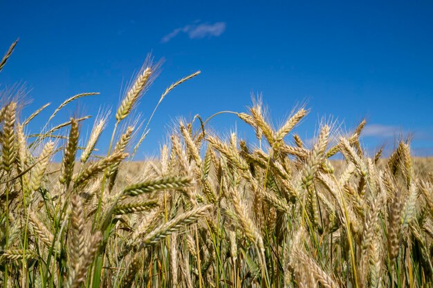 Ripening ears of golden wheat in a farm field under a clear sunny blue sky in a low angle view
