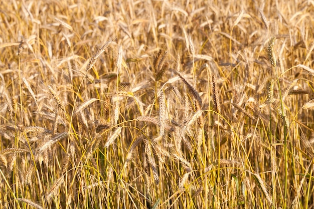 Ripening ears and grains on the field of rural