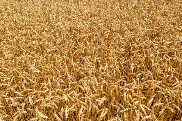 Ripening Ears of Meadow Gold Wheat Field.