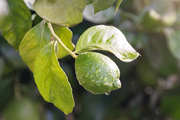 Ripening fruits lemon tree close up. Fresh green lemon lime with water drops hanging on tree branch in organic garden