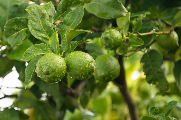 Ripening fruits lemon tree close up.