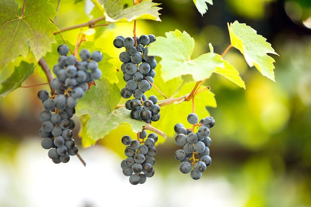 Ripening grape fruit on vine branches in garden