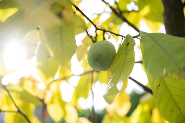 Ripening green asimina fruit growing on a pawpaw tree