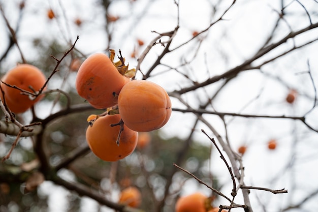 Cachi arancioni di maturazione che crescono su un albero di autunno