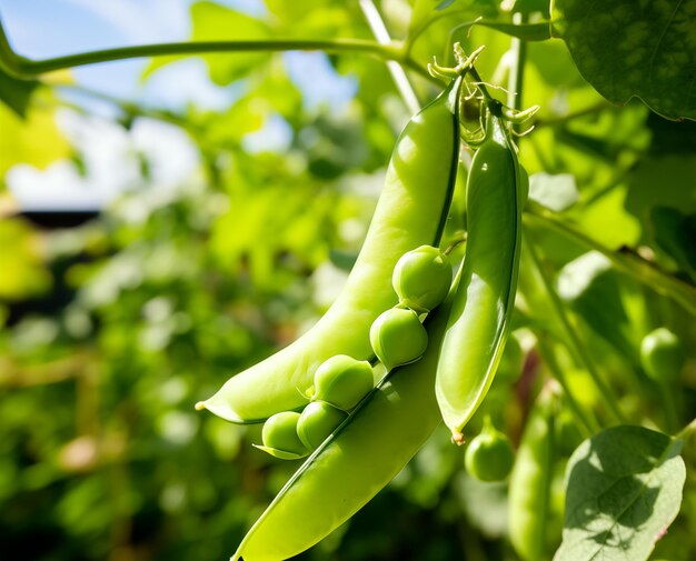 Ripening peas pods on bush in summer Generative AI