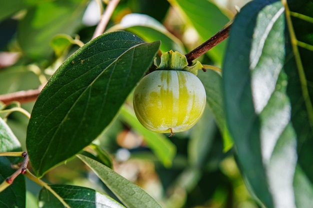 Ripening persimmon fruits growing on a persimmon tree branch in orchard