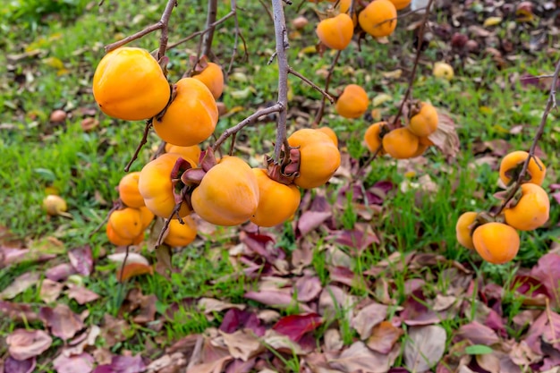 Ripening persimmon hanging on a branch