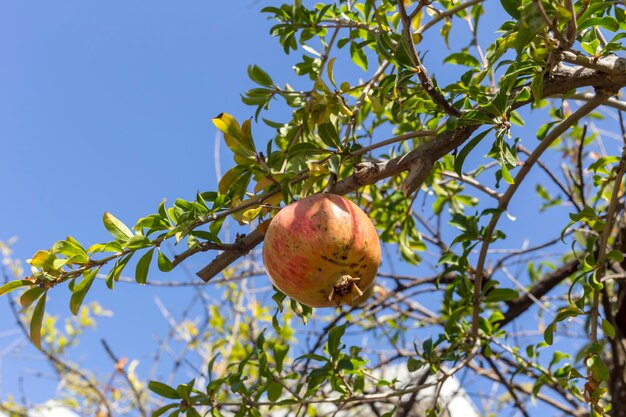 Ripening pomegranate hanging on a branch