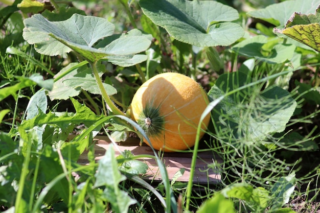 Photo ripening pumpkin on a melon patch in a vegetable garden