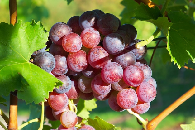 ripening purple grapes in a green foliage