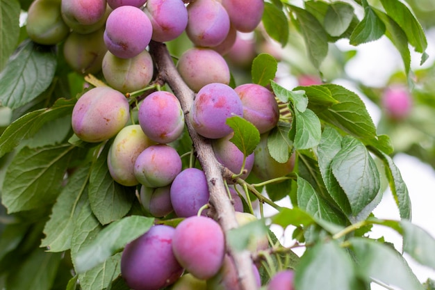 Photo ripening purple plums on a branch in the garden