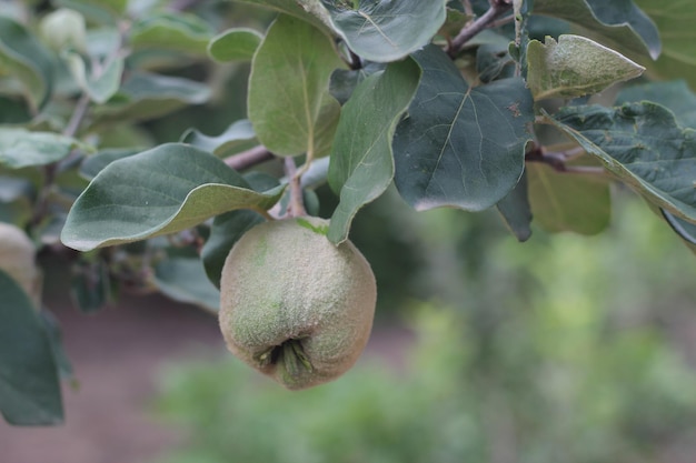 Foto maturazione del frutto della mela cotogna tra gli alberi da frutto del fogliame