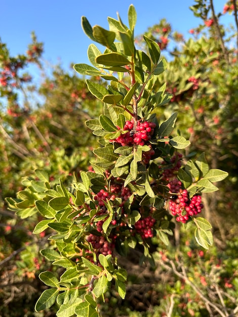 ripening red berries on the bushes