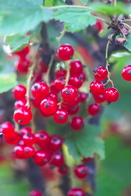 茂みで赤スグリの果実を熟す