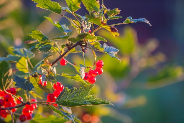 Созревание ягод красной смородины Садоводство в сельской местности