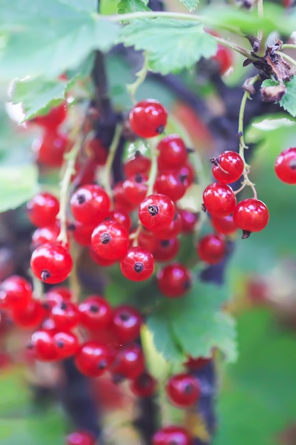 Ripening red currant berries