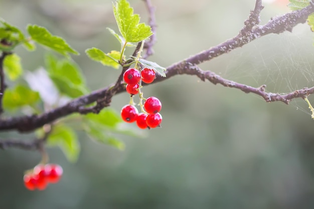 Ripening red currant berries