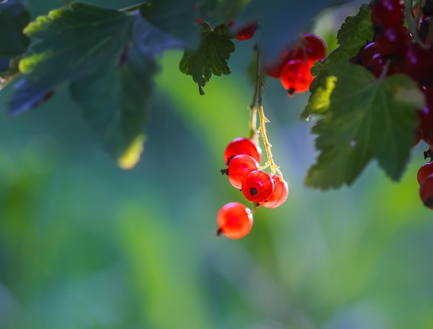 Ripening red currant berries