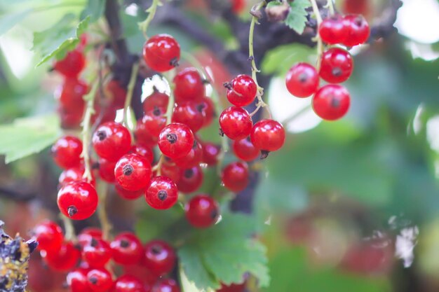 Ripening red currant berries