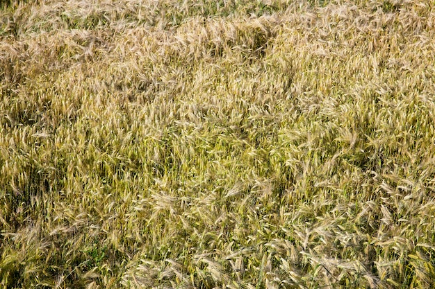 Ripening rye in an agricultural field, rye changes color from green to yellow