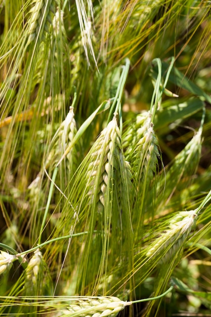 Ripening rye changes color from green to yellow, an agricultural field with rye