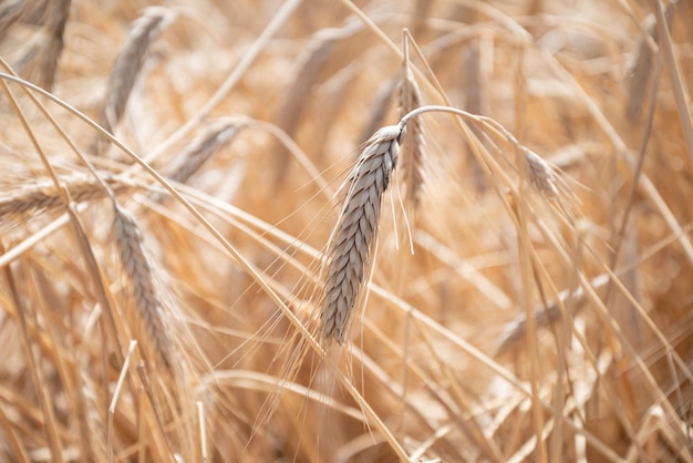 Ripening rye ears in sunlight close up