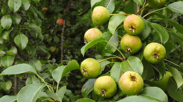 A ripening small pear on a branch