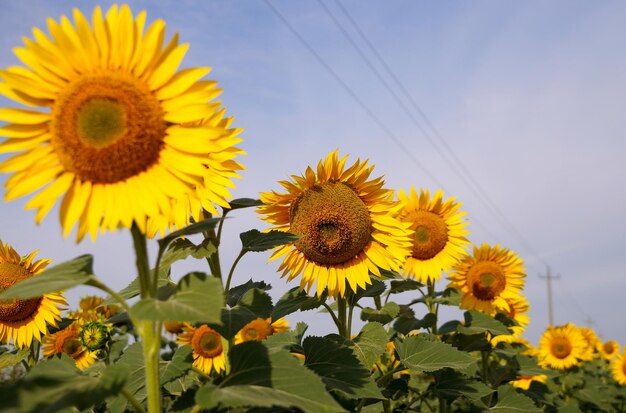 Photo ripening sunflower in the field