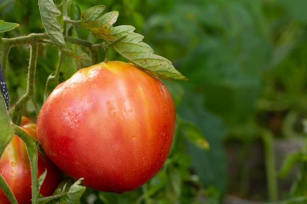 Ripening tomato on the garden bed Tomato in the greenhouse with the red fruit