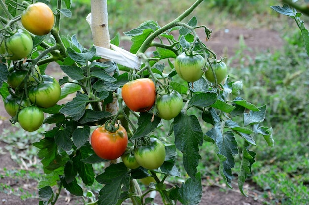 Ripening tomato hanging on the branch in the vegetable garden