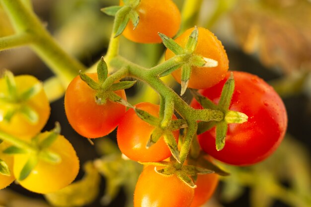 Ripening tomatoes on a branch