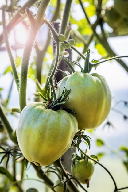 사진 숙성 토마토는 온실에서 자랍니다. 바닥에 있는 토마토에 초점을 맞춥니다.