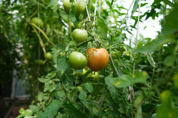 Ripening tomatoes hanging between the leaves on twigs in the greenhouse