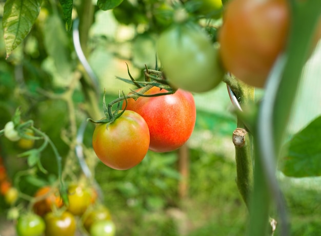 写真 家の庭園や温室で暑い夏の8月の日にトマトを熟成させる