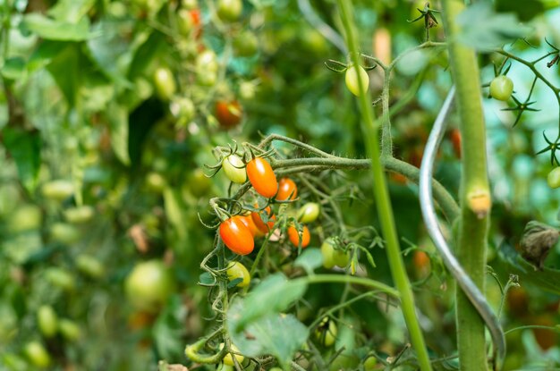 家の庭園や温室で暑い夏の8月の日にトマトを熟成させる