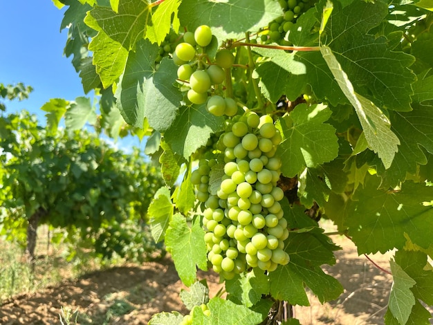 Ripening Vitis vinifera grapes on the field