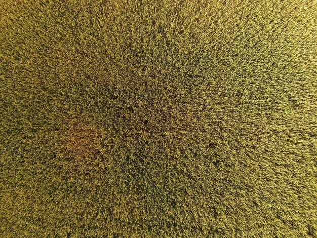 Foto grano in maturazione grano verde non maturo è una vista dall'alto campo di grano